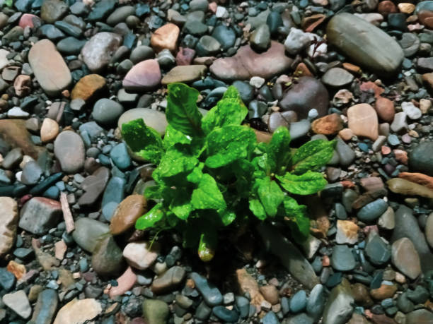 Bright green algae, sea grass on rocks and in the water on the shore of the Gulf of Finland, Baltic Sea