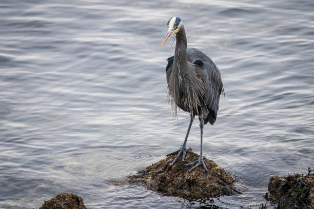 istock Heron's Hunting for Food 1817577304