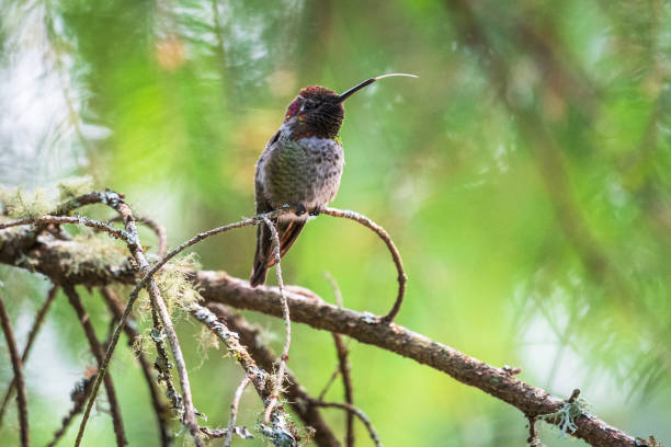 Hummingbird Tongue Out