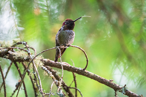Hummingbird perched in a tree with tongue out.