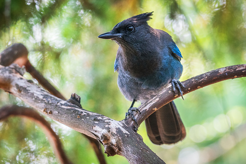 Steller Jay perched on a tree branch.