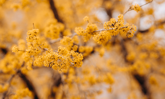 Blossoming branch of sea-buckthorn in spring time