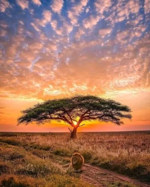 the lion - lion africa safari south africa 뉴스 사진 이미지