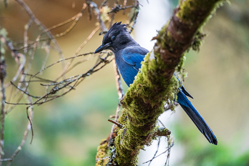 Steller Jay perched on a tree branch.