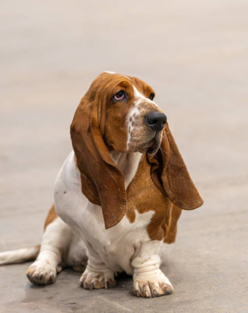 istock Brown and white Basset hound sitting 1817587460