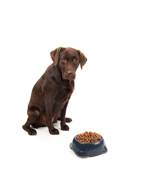 istock Brown labrador sitting next to dog food 181758866
