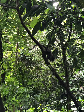 MARMOSET MONKEY IN A PARK, CLIMBING DOWN A TREE BRANCH, FACING THE CAMERA