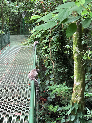 TWO MARMOSET MONKEYS IN PARK, SITTING ON A RAILING