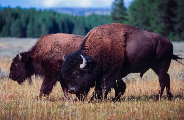 bison d’amérique dans les plaines herbeuses du wyoming - wyoming landscape american culture plain photos et images de collection