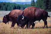 American Bison on the Grassy Plains of Wyoming