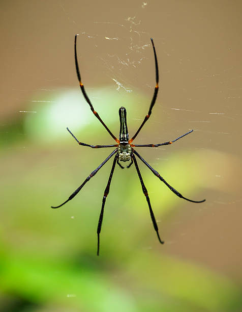 istock Macro Spider in the wild , thailand 181759103