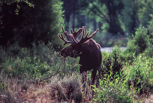 One moose backlit in the early morning light surrounded by brush and trees.\n\nTaken in Grand Teton National Park, Wyoming, USA