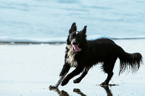 One black and white dog playing in the surf, on a Pacific Ocean beach.\n\nTaken in Santa Cruz, California, USA