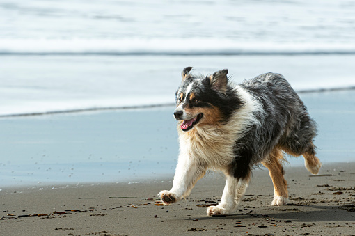 Long haired dog running on sandy ocean beach.\n\nTaken in Santa Cruz, California. USA