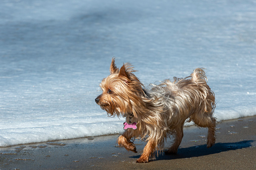 One small Yorkshire Terrier dog playing on an ocean beach.\n\nTaken in Santa Cruz, California, USA
