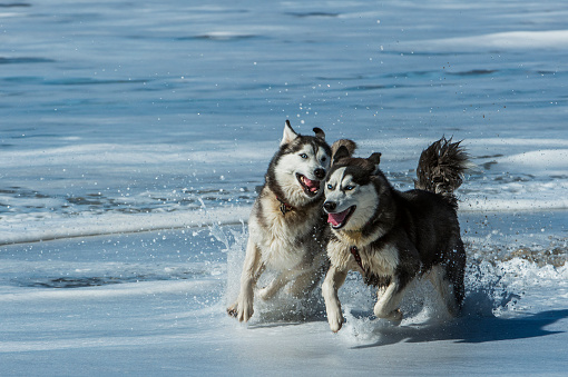 Two large Siberian Husky dogs playing on ocean beach, with waves in background.\n\nTaken in Santa Cruz, California, USA