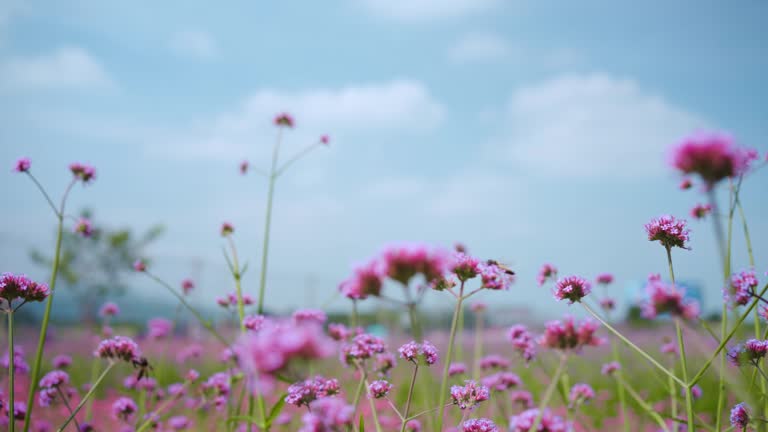 Beautiful purple flowers.