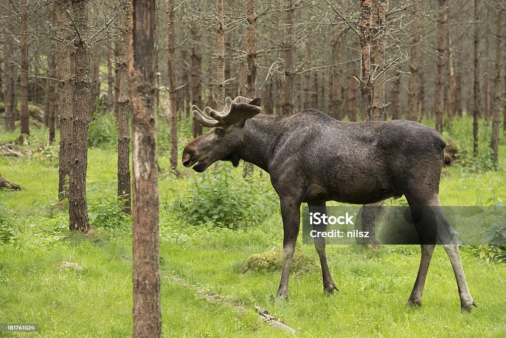 Moose na floresta - Foto de stock de Alce royalty-free