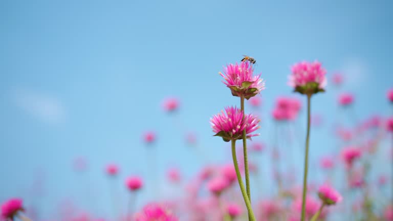 Beautiful pink flowers.