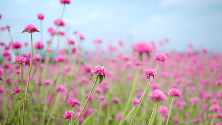 Beautiful pink flowers.