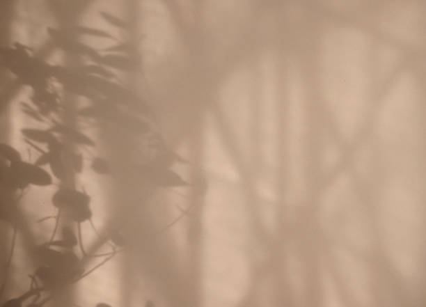 istock Shadow overlay natural botanical and window texture against brown background. 1817626505