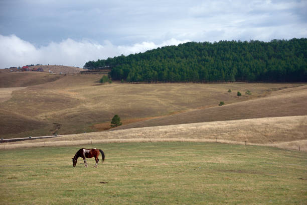 istock Horse in a meadow 1817639146