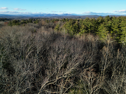 bare winter trees (view of mountains, fall) next to evergreen conifers (aerial view, drone shot, from above) forest, hiking, nature (deciduous woods, northeast) wilderness, wild, wood, tree, clear day