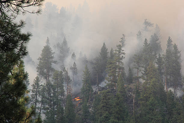 istock Wild fire in LoLo Montana 181765108