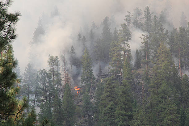 istock Wild fire in LoLo Montana 181765140