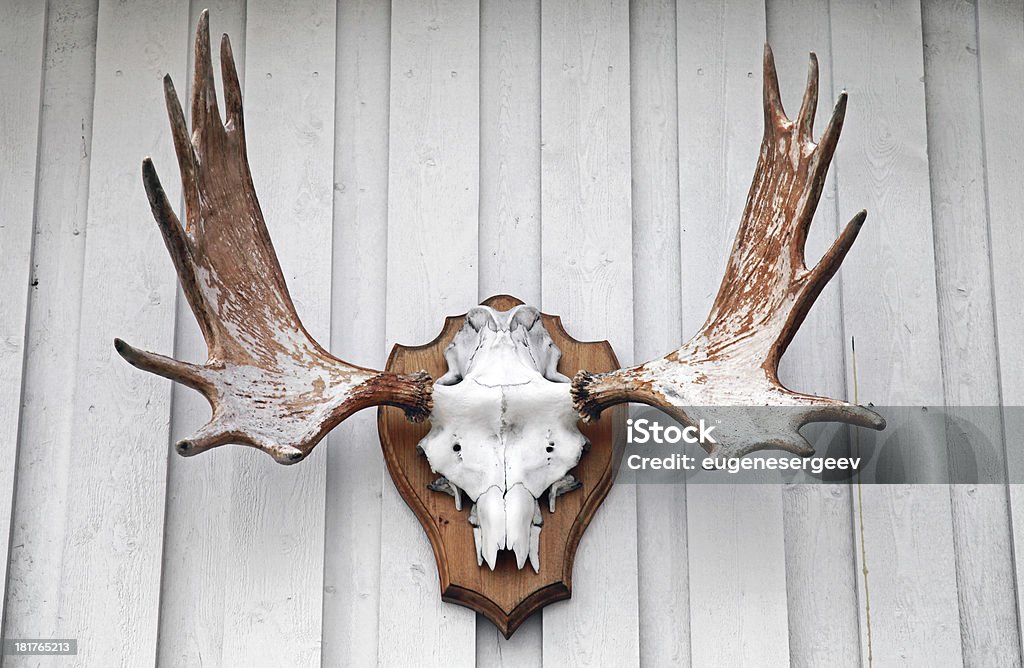 Elk scull rehaussé de cornes sur mur en bois blanc suspendu - Photo de Mur libre de droits