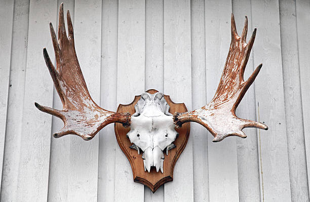 istock Elk scull with horns hanging on white wooden wall 181765213