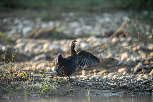 istock Little Cormorant Drying its Feathers 1817672558