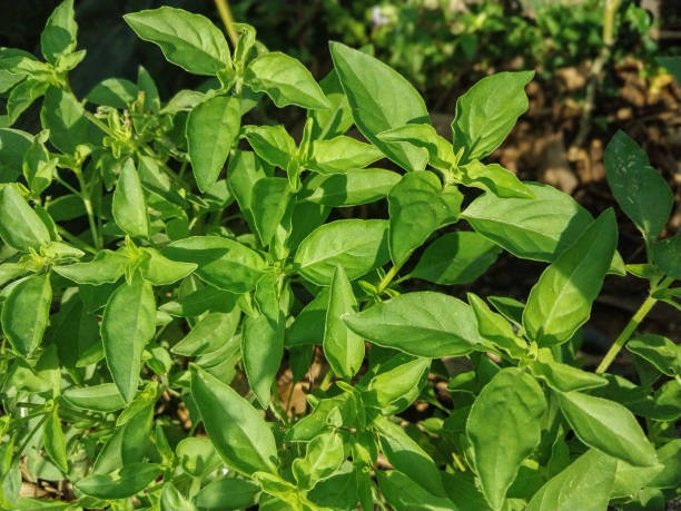 istock Fresh lemon basil at home garden, herb plant for asian dishes 1817674655