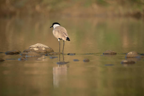 A River Lapwing Standing in the Water in the early morning light.