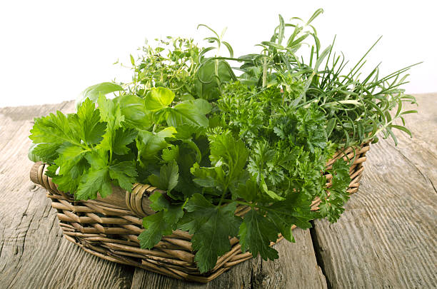 jardim de ervas em uma cesta de vime - rosemary chervil herb table - fotografias e filmes do acervo