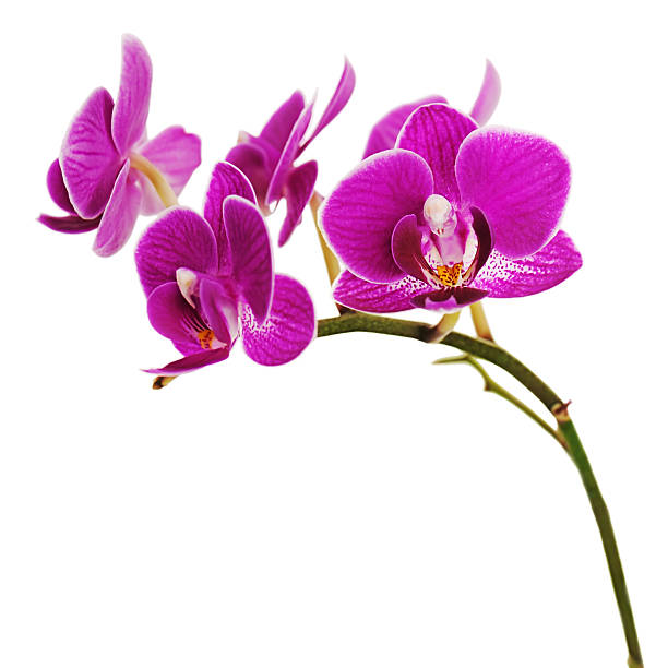 istock Very rare purple orchid isolated on white background. 181769188