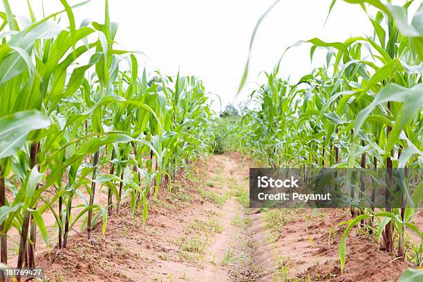 Photo libre de droit de Champ De Maïs De Santé banque d'images et plus d'images libres de droit de Agriculture - Agriculture, Aliment, Champ