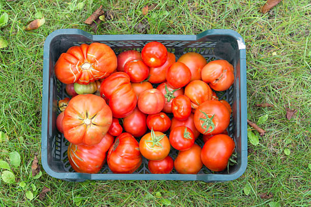 корзина с помидорами - green tomato black krim tomato cherry tomato tomato стоковые фото и изображения