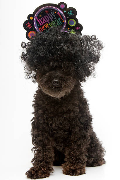 istock Poodle with Happy New Year Hat 181769817