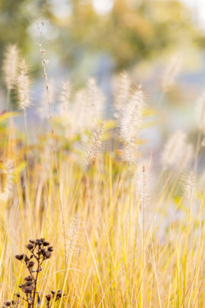 istock Setaria growing in the park 1817710106