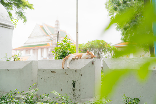 Stray cat sleeping on a temple wall in Bangkok, Thailand