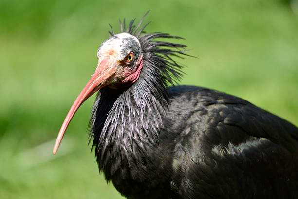 istock Portrait Northern Bald Ibis 181773779