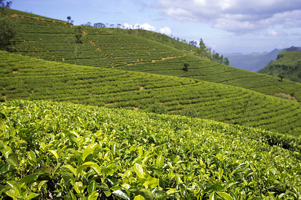 istock Sri Lanka tea garden mountains 181773819