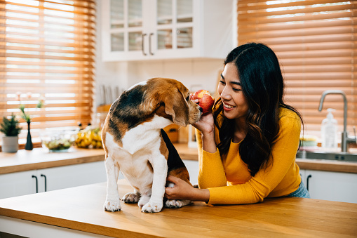 Front view of a woman and her beagle, both in the kitchen, indulging in a red apple. Their playful interactions showcase the fun, love, and togetherness they share as a family. Pet love