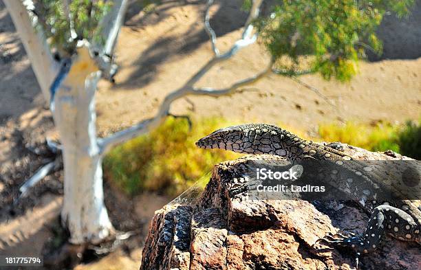 Lizard Stockfoto und mehr Bilder von Australien - Australien, Australisches Buschland, Wandern