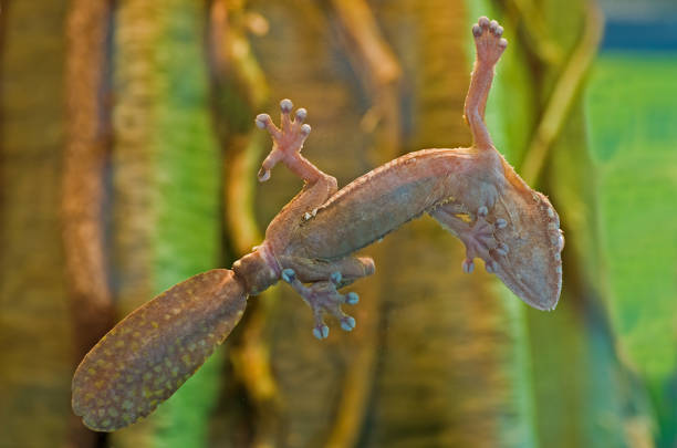 The common flat-tail gecko (Uroplatus fimbriatus) is a gecko endemic to Madagascar. It is found in eastern Madagascar and on the islands Nosy Bohara and Nosy Mangabe. These geckos live in tropical rain forests.
