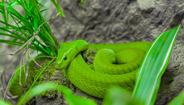 le mamba vert de l’est ou mamba commun (dendroaspis angusticeps) est une espèce de serpent arboricole venimeux.  le cap-oriental en afrique du sud en passant par le mozambique et la tanzanie jusqu’au sud-est du kenya. - angusticeps photos et images de collection