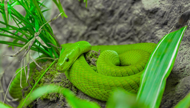 восточная зеленая мамба или обыкновенная мамба (dendroaspis angusticeps) — ядовитая древесная змея.  восточно-капская провинция в южной африке через м - angusticeps стоковые фото и изображения