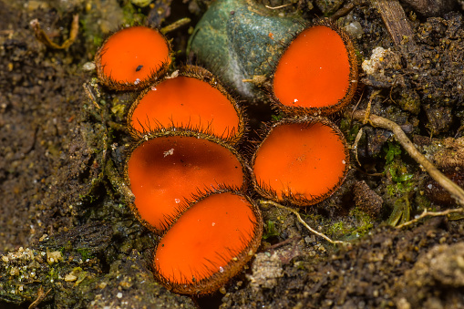 Scutellinia scutellata, commonly known as the eyelash cup, the Molly eye-winker, the scarlet elf cap, the eyelash fungus or the eyelash pixie cup, is a small saprophytic fungus of the genus Scutellinia. Found in Santa Rosa, California. Sonoma County.