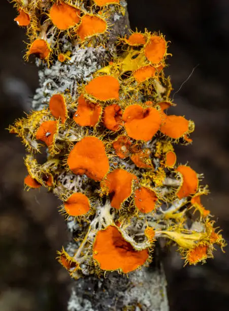 Teloschistes chrysophthalmus, sometimes referred to as the gold-eye lichen or golden-eye, is a fruticose lichen with branching lobes. Their sexual structures, apothecia, are bright-orange with spiny projections (cilia) situated around the rim. Santa Rosa, California.